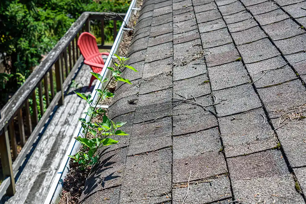 Professional Gutter Cleaning